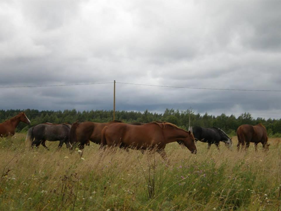 Sassi Talu Horsefarm Ξενοδοχείο Parnumaa Εξωτερικό φωτογραφία
