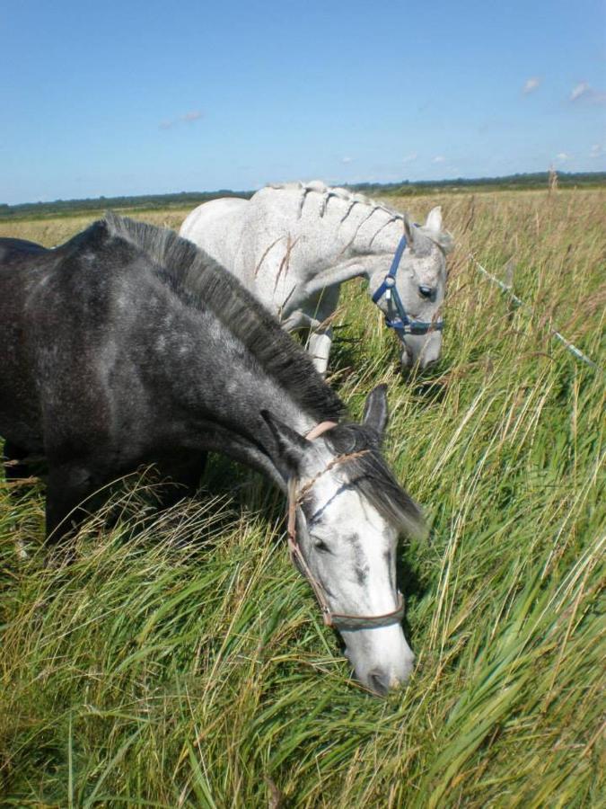 Sassi Talu Horsefarm Ξενοδοχείο Parnumaa Εξωτερικό φωτογραφία